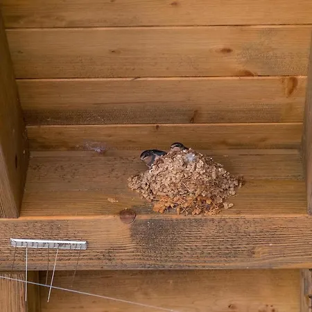 Birds House Dom wakacyjny *